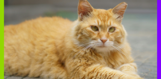 Deepfakes, chats et fourrure : les 10 bonnes nouvelles