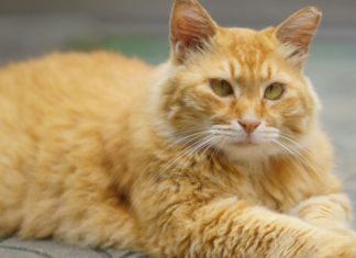 Deepfakes, chats et fourrure : les 10 bonnes nouvelles