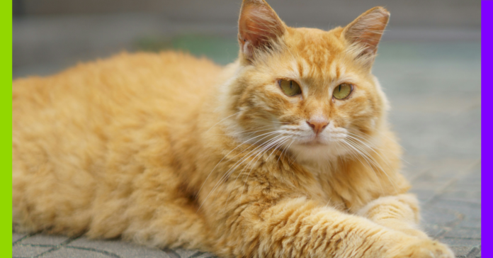 Deepfakes, chats et fourrure : les 10 bonnes nouvelles