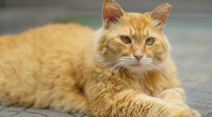 Deepfakes, chats et fourrure : les 10 bonnes nouvelles