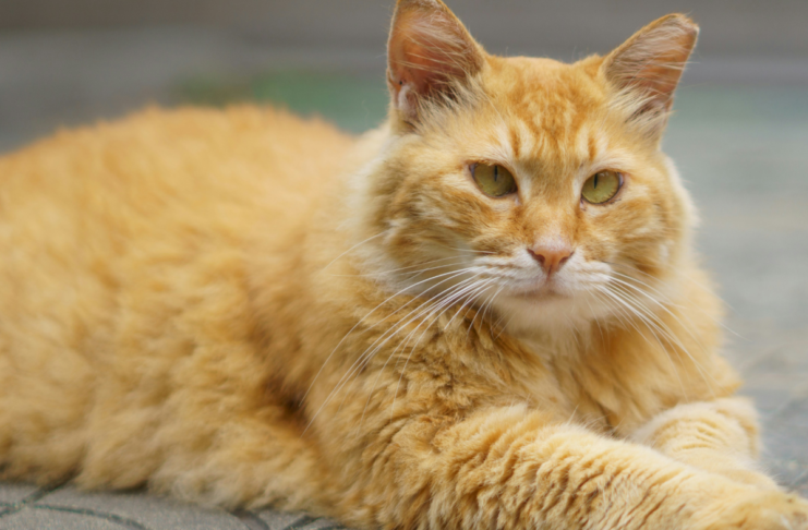 Deepfakes, chats et fourrure : les 10 bonnes nouvelles