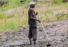Burundi : à Mukike, la ruée vers la pomme de terre vide les montagnes À Mukike, la ruée vers la pomme de terre vide les montagnes