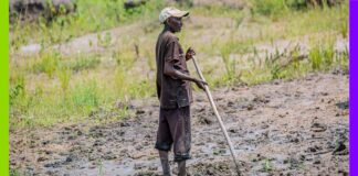 Burundi : à Mukike, la ruée vers la pomme de terre vide les montagnes À Mukike, la ruée vers la pomme de terre vide les montagnes