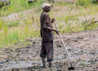 Burundi : à Mukike, la ruée vers la pomme de terre vide les montagnes À Mukike, la ruée vers la pomme de terre vide les montagnes