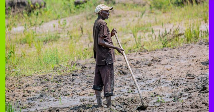 Burundi : à Mukike, la ruée vers la pomme de terre vide les montagnes À Mukike, la ruée vers la pomme de terre vide les montagnes