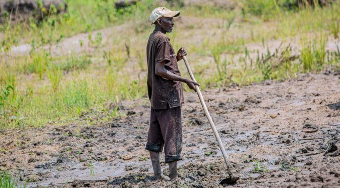 Burundi : à Mukike, la ruée vers la pomme de terre vide les montagnes À Mukike, la ruée vers la pomme de terre vide les montagnes