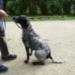 Le quotidien infernal des chiens de chasse