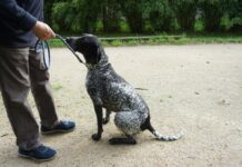 Le quotidien infernal des chiens de chasse Le quotidien infernal des chiens de chasse