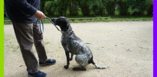 Le quotidien infernal des chiens de chasse Le quotidien infernal des chiens de chasse