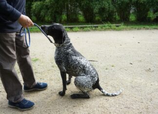 Le quotidien infernal des chiens de chasse Le quotidien infernal des chiens de chasse