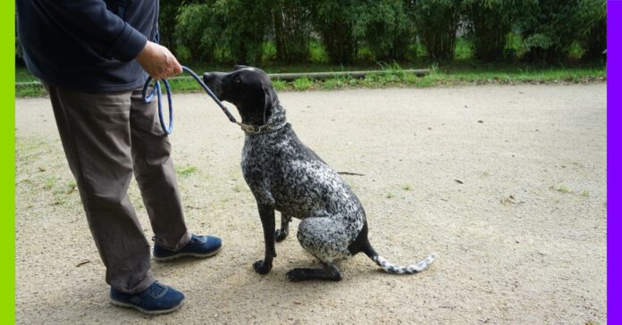 Le quotidien infernal des chiens de chasse Le quotidien infernal des chiens de chasse