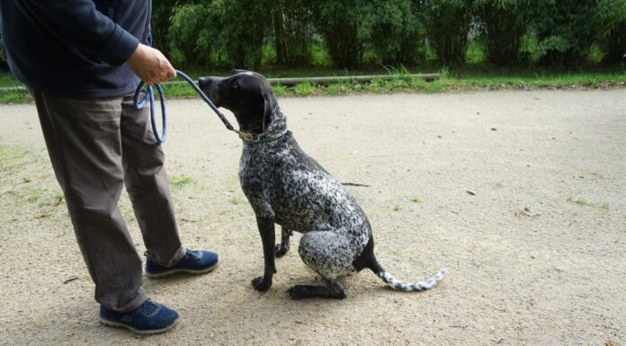 Le quotidien infernal des chiens de chasse Le quotidien infernal des chiens de chasse