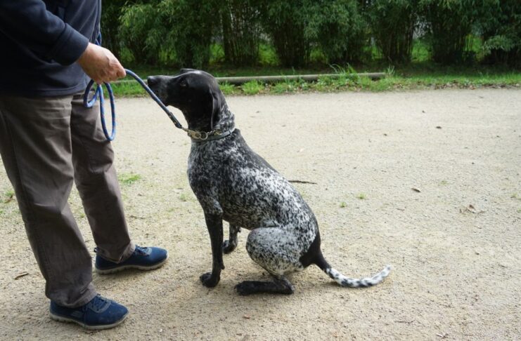 Le quotidien infernal des chiens de chasse Le quotidien infernal des chiens de chasse