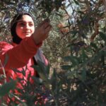 Récit d’un voyage en Palestine : agroécologie, colonisation et résistance