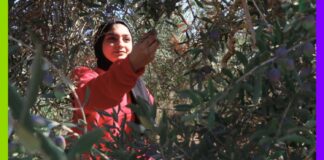 Récit d’un voyage en Palestine : agroécologie, colonisation et résistance Récit d’un voyage en Palestine : agroécologie, colonisation et résistance