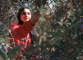 Récit d’un voyage en Palestine : agroécologie, colonisation et résistance Récit d’un voyage en Palestine : agroécologie, colonisation et résistance