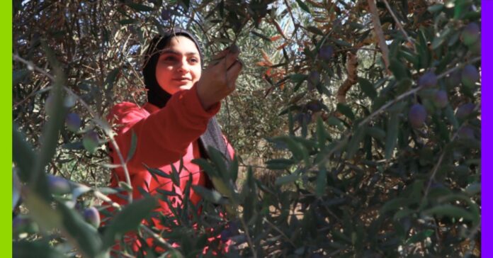 Récit d’un voyage en Palestine : agroécologie, colonisation et résistance Récit d’un voyage en Palestine : agroécologie, colonisation et résistance