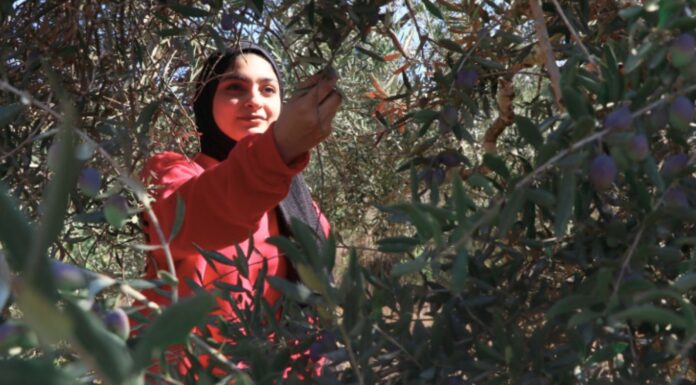 Récit d’un voyage en Palestine : agroécologie, colonisation et résistance Récit d’un voyage en Palestine : agroécologie, colonisation et résistance