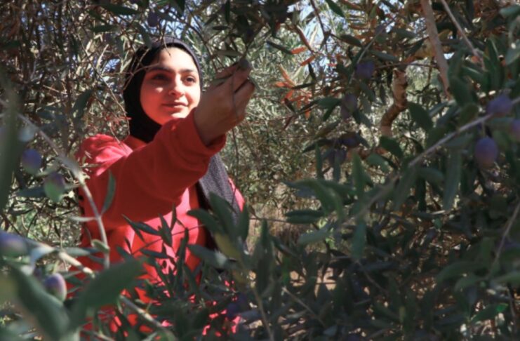 Récit d’un voyage en Palestine : agroécologie, colonisation et résistance Récit d’un voyage en Palestine : agroécologie, colonisation et résistance