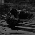Hunting_dog