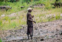 Burundi : à Mukike, la ruée vers la pomme de terre vide les montagnes À Mukike, la ruée vers la pomme de terre vide les montagnes