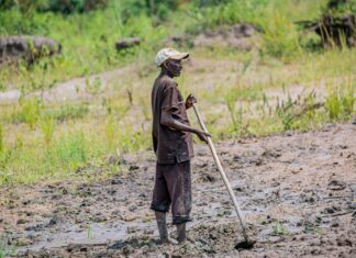 Burundi : à Mukike, la ruée vers la pomme de terre vide les montagnes À Mukike, la ruée vers la pomme de terre vide les montagnes