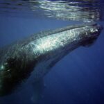 baleine-1