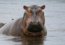 Hippopotames, transats et forêt : les 10 bonnes nouvelles de la semaine
