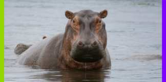 Hippopotames, transats et forêt : les 10 bonnes nouvelles de la semaine