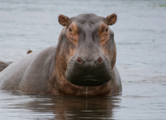 Hippopotames, transats et forêt : les 10 bonnes nouvelles de la semaine