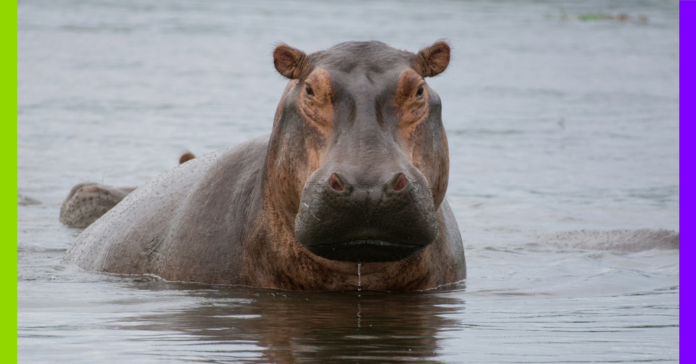 Hippopotames, transats et forêt : les 10 bonnes nouvelles de la semaine