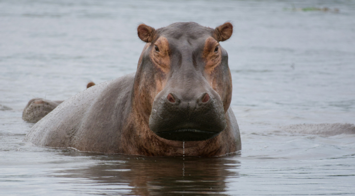 Hippopotames, transats et forêt : les 10 bonnes nouvelles de la semaine