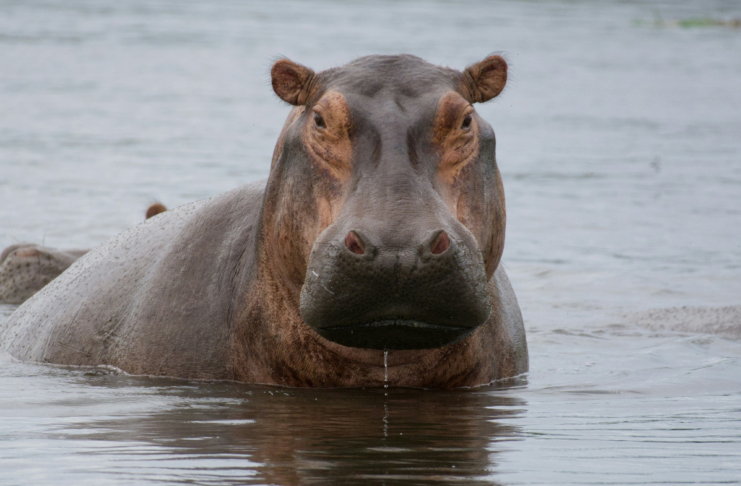 Hippopotames, transats et forêt : les 10 bonnes nouvelles de la semaine