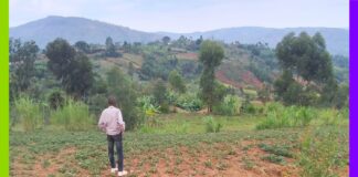 Burundi : le compost, alibi de l’État face à la crise des engrais Burundi : le compost, alibi de l'État face à la crise des engrais