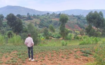 Burundi : le compost, alibi de l’État face à la crise des engrais Burundi : le compost, alibi de l'État face à la crise des engrais