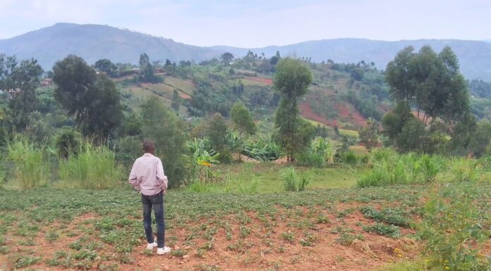 Burundi : le compost, alibi de l’État face à la crise des engrais Burundi : le compost, alibi de l'État face à la crise des engrais