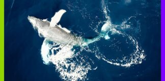 Bientôt des droits pour les baleines en Nouvelle-Zélande