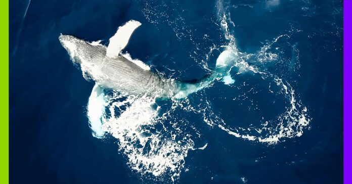 Bientôt des droits pour les baleines en Nouvelle-Zélande