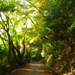 Japan,_Nara_-_Kasugayama_primeval_forest_2007_1