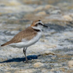 Kentish_Plover_(_Charadrius_alexandrinus_)_…_Southern_Spain_(53416088471)