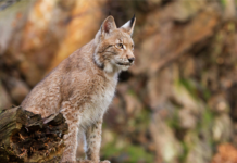 Tamoul, reconnaissance faciale et lynx : les 10 bonnes nouvelles de la semaine
