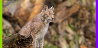 Tamoul, reconnaissance faciale et lynx : les 10 bonnes nouvelles de la semaine