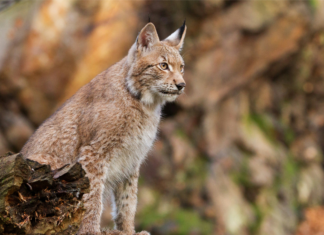 Tamoul, reconnaissance faciale et lynx : les 10 bonnes nouvelles de la semaine