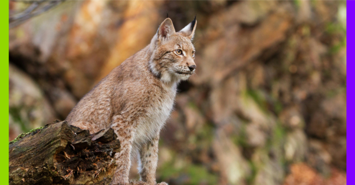 Tamoul, reconnaissance faciale et lynx : les 10 bonnes nouvelles de la semaine