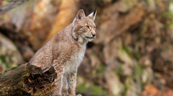 Tamoul, reconnaissance faciale et lynx : les 10 bonnes nouvelles de la semaine