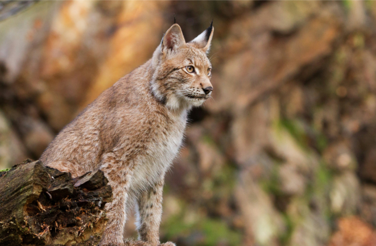 Tamoul, reconnaissance faciale et lynx : les 10 bonnes nouvelles de la semaine