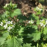 Alliaire_officinale_en_fleur_(18-04-2020)