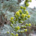 Artemisia_arborescens_12052004_Var_3