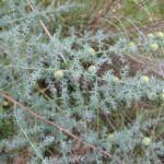 Asparagus_acutifolius_frutos