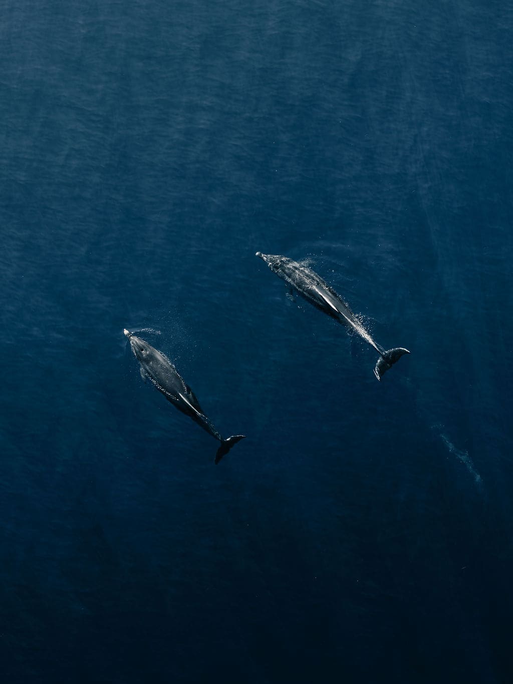 L'observation des cétacés - ici des grands dauphins - fait partie des missions de CorSeaCare ©Mare Vivu